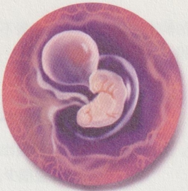 孕二月的时候胎宝宝和准妈妈的会出现什么变化呢？(图2)