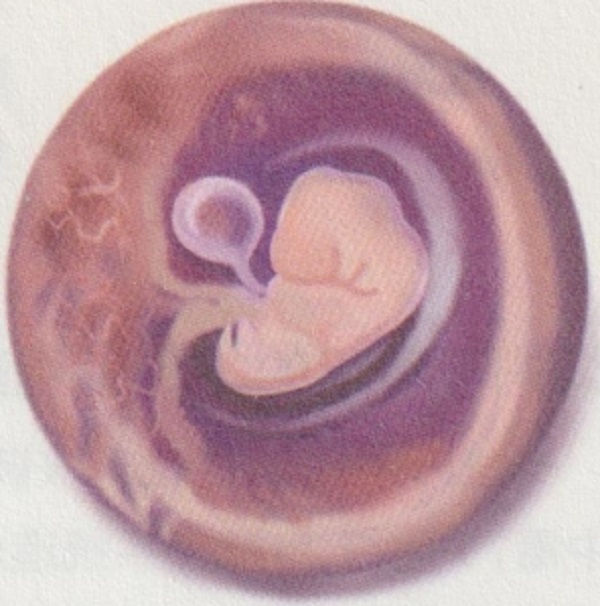 孕二月的时候胎宝宝和准妈妈的会出现什么变化呢？(图3)