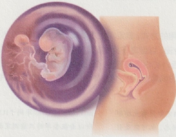 孕二月的时候胎宝宝和准妈妈的会出现什么变化呢？(图4)